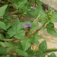 Apis cerana