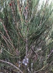 Allocasuarina mackliniana