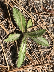 Cirsium repandum