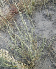 Camphorosmeae