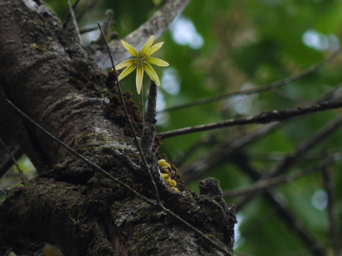Bulbophyllum fimbriatum (Lindl.) Rchb.f.