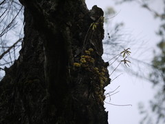 Bulbophyllum fimbriatum
