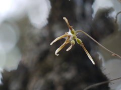 Bulbophyllum fimbriatum
