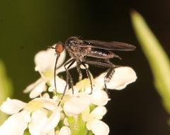 Empis pennipes