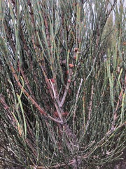 Allocasuarina mackliniana