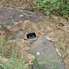 Junonia orithya