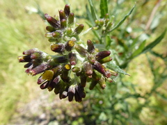 Senecio hispidissimus