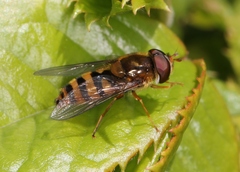 Epistrophe nitidicollis