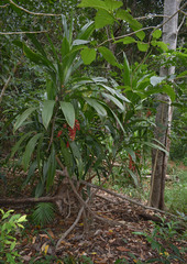 Cordyline manners-suttoniae
