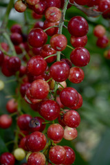 Cordyline manners-suttoniae