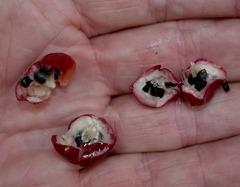 Cordyline manners-suttoniae