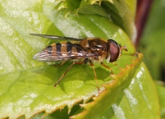 Epistrophe nitidicollis