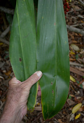 Cordyline manners-suttoniae