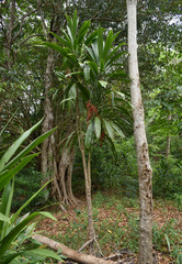 Cordyline manners-suttoniae