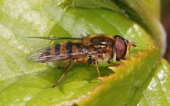 Epistrophe nitidicollis