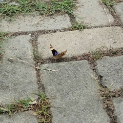 Junonia orithya