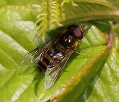 Epistrophe nitidicollis