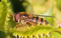 Epistrophe nitidicollis