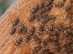 Pterochloroides persicae