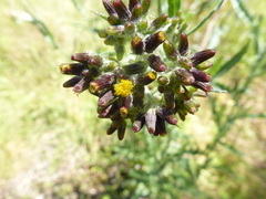 Senecio hispidissimus