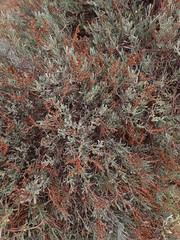 Limoniastrum monopetalum