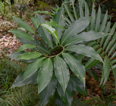 Costus dubius