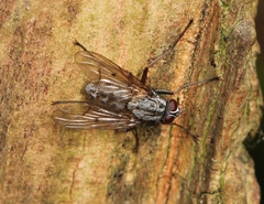 Phaonia fuscata