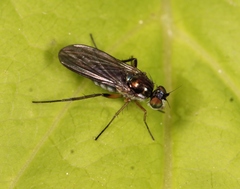 Rhaphium