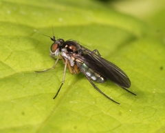 Rhaphium