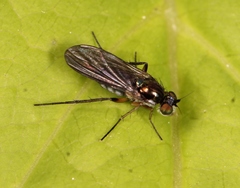 Rhaphium
