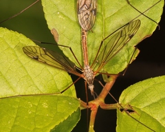 Tipula submarmorata