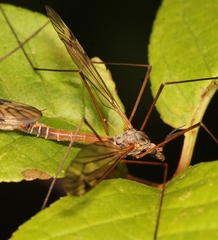Tipula submarmorata