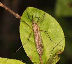 Tipula submarmorata