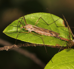 Tipula submarmorata