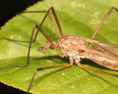 Tipula submarmorata