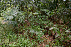 Costus dubius
