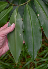 Costus dubius
