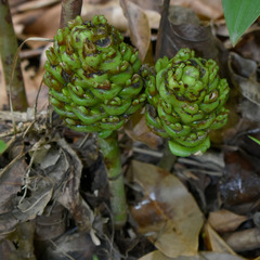 Costus dubius