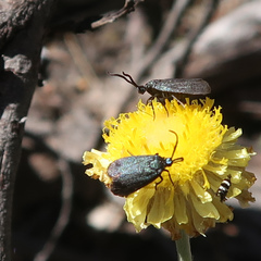 Turneriprocris dolens