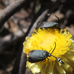 Turneriprocris dolens