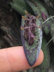 Acianthera pubescens