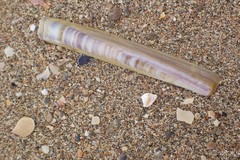 Ensis minor
