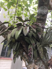 Acianthera pubescens