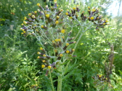 Senecio hispidissimus