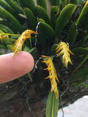 Acianthera glumacea