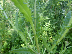 Senecio hispidissimus