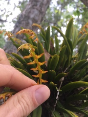 Acianthera glumacea
