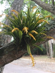 Acianthera glumacea