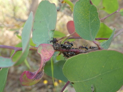 Eurymeloides pulchra