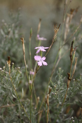 Dianthus carbonatus